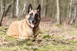 MALINOIS 657